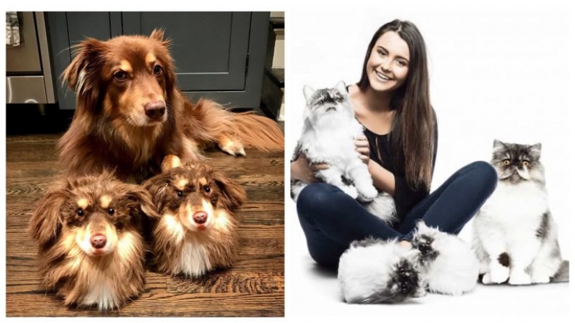 Pet cat on your legs: an American company makes is custom fluffy Slippers-copies Pets