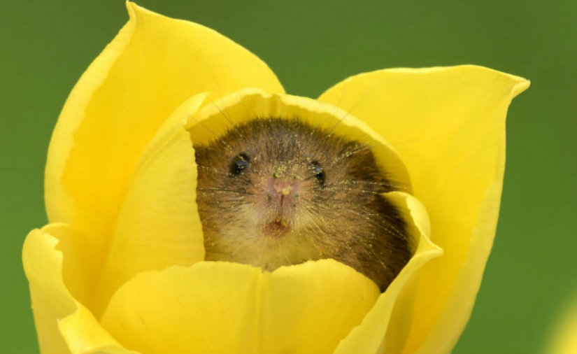 Photographer shot as mouse-baby hiding in the tulips, and we can't stop looking at it