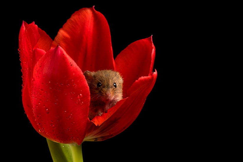 Photographer shot as mouse-baby hiding in the tulips, and we can't stop looking at it