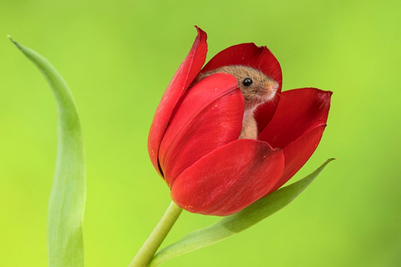 Photographer shot as mouse-baby hiding in the tulips, and we can't stop looking at it