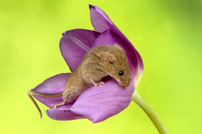 Photographer shot as mouse-baby hiding in the tulips, and we can't stop looking at it