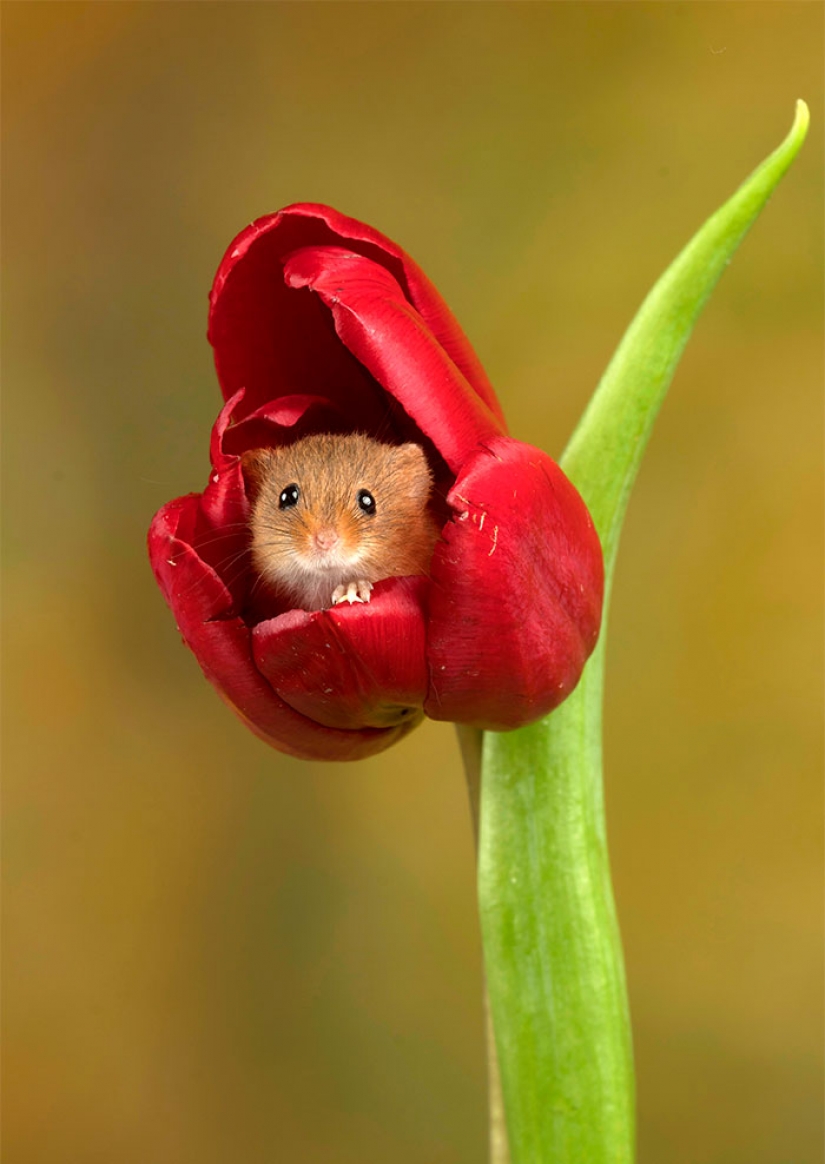 Photographer shot as mouse-baby hiding in the tulips, and we can't stop looking at it