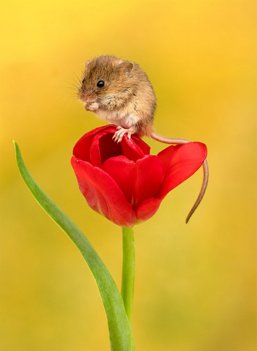 Photographer shot as mouse-baby hiding in the tulips, and we can't stop looking at it