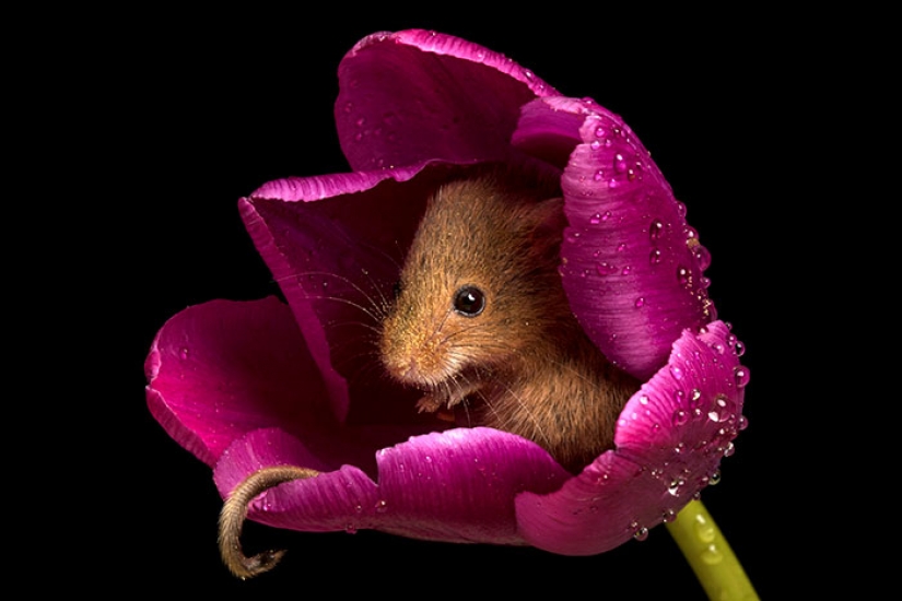 Photographer shot as mouse-baby hiding in the tulips, and we can't stop looking at it