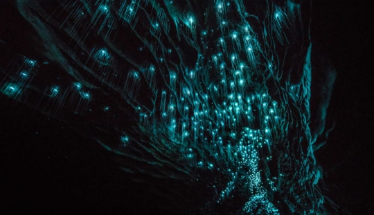 Photographer shot of the starry sky of glowworms cave in new Zealand