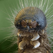 Photos taken with an electron microscope