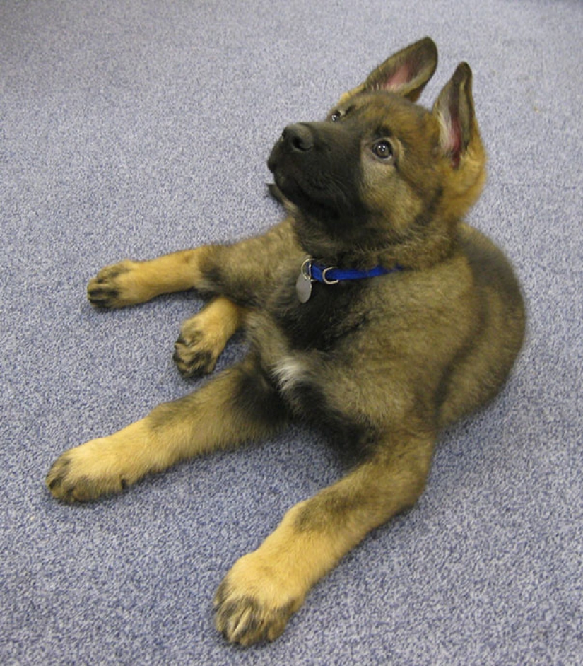 Pictures of puppies in their first day on the job Pictures of puppies in their first day on the job