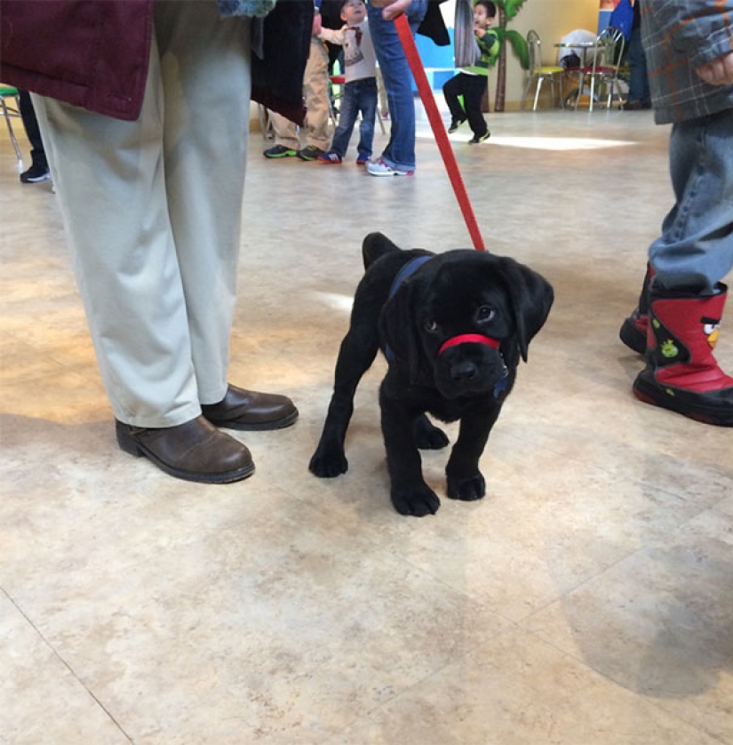 Pictures of puppies in their first day on the job Pictures of puppies in their first day on the job