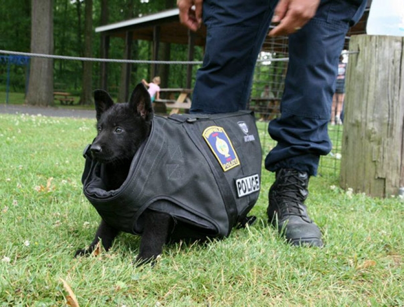 Pictures of puppies in their first day on the job Pictures of puppies in their first day on the job