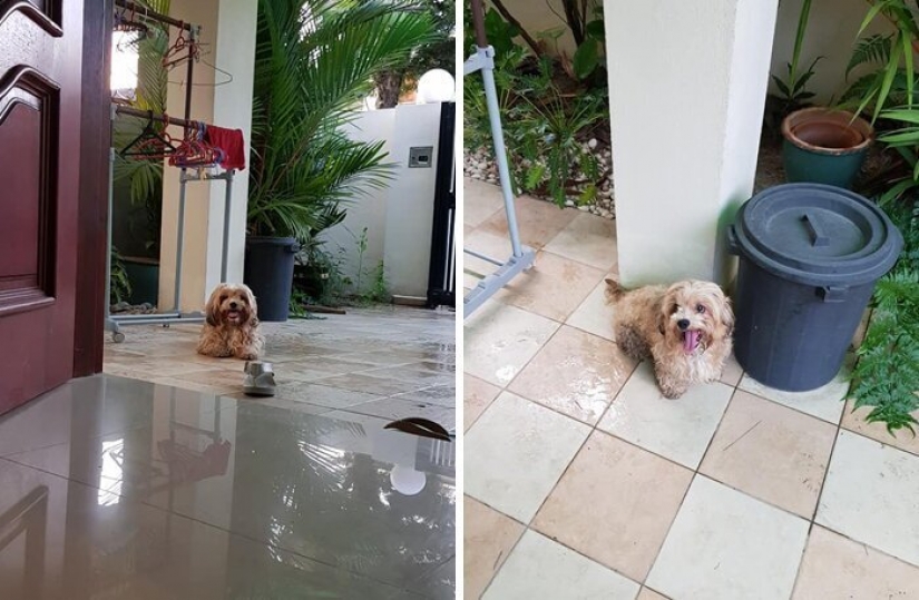 "Please, love me": how a cute dog thrown on the road, has found a new home "Please, love me": how a cute dog thrown on the road, has found a new home