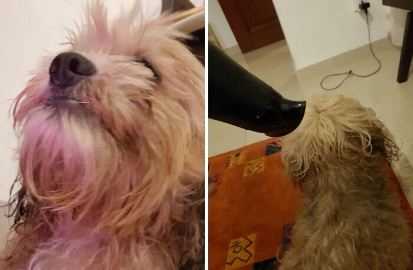 "Please, love me": how a cute dog thrown on the road, has found a new home "Please, love me": how a cute dog thrown on the road, has found a new home