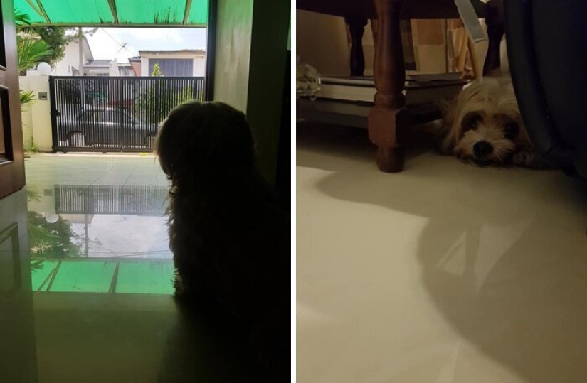 "Please, love me": how a cute dog thrown on the road, has found a new home "Please, love me": how a cute dog thrown on the road, has found a new home