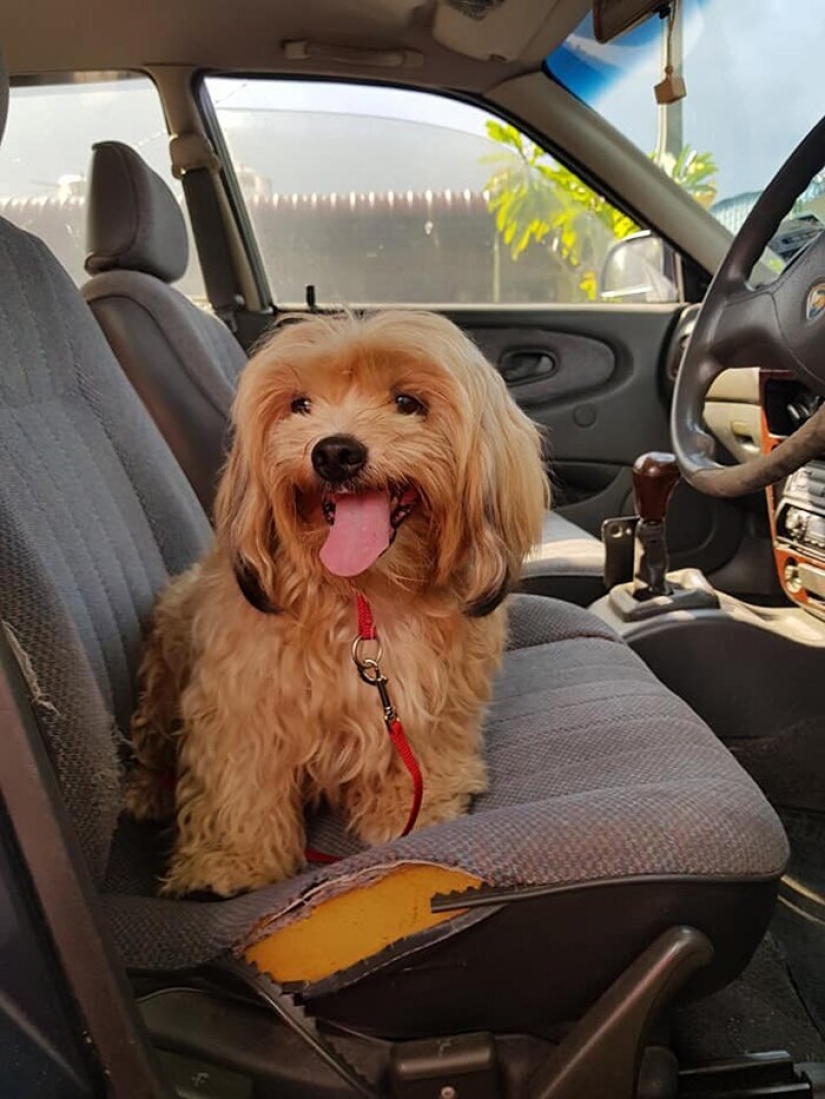 "Please, love me": how a cute dog thrown on the road, has found a new home "Please, love me": how a cute dog thrown on the road, has found a new home
