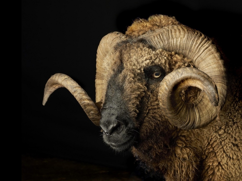 Poignant portraits of the Iberian Roma in the style of old paintings Poignant portraits of the Iberian Roma in the style of old paintings