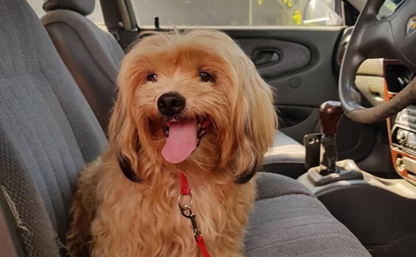 "Por favor, me encanta": ¿cómo un lindo perro tirado en la carretera, ha encontrado un nuevo hogar "Por favor, me encanta": ¿cómo un lindo perro tirado en la carretera, ha encontrado un nuevo hogar