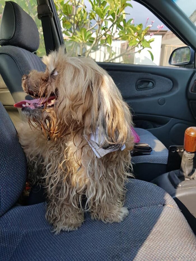 "Por favor, me encanta": ¿cómo un lindo perro tirado en la carretera, ha encontrado un nuevo hogar "Por favor, me encanta": ¿cómo un lindo perro tirado en la carretera, ha encontrado un nuevo hogar