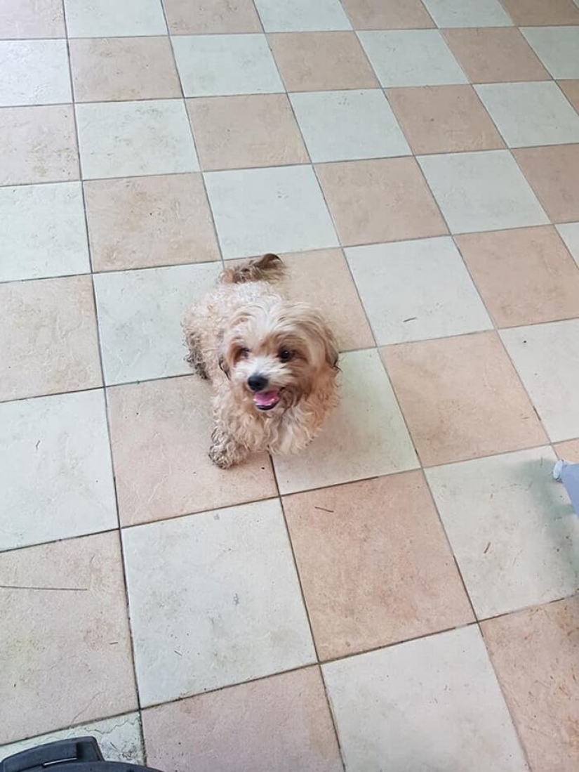 "Por favor, me encanta": ¿cómo un lindo perro tirado en la carretera, ha encontrado un nuevo hogar "Por favor, me encanta": ¿cómo un lindo perro tirado en la carretera, ha encontrado un nuevo hogar