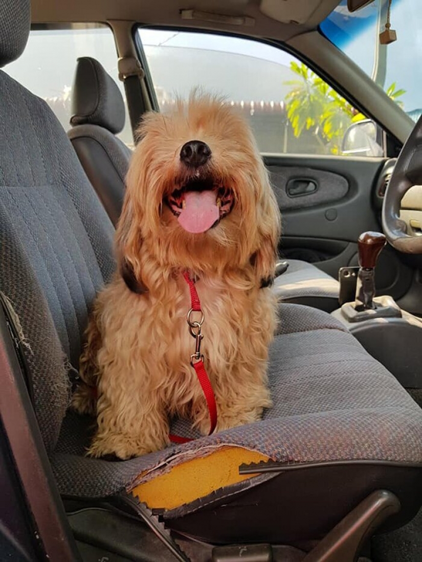 "Por favor, me encanta": ¿cómo un lindo perro tirado en la carretera, ha encontrado un nuevo hogar "Por favor, me encanta": ¿cómo un lindo perro tirado en la carretera, ha encontrado un nuevo hogar