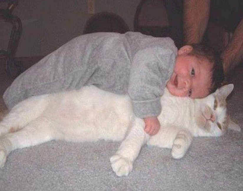 Por qué los gatos son mejores que los perros