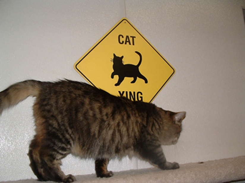 Por qué los gatos son mejores que los perros