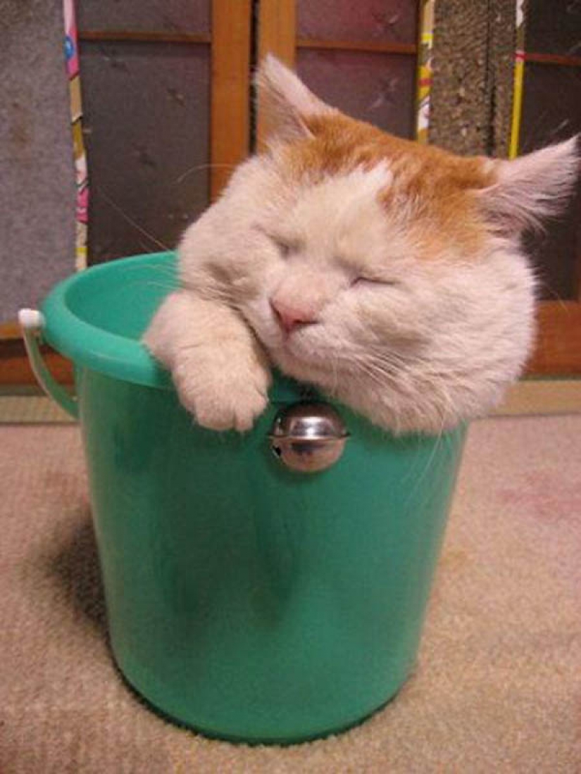 Por qué los gatos son mejores que los perros