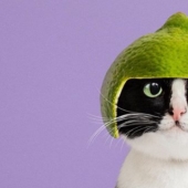 Princess Chito: the creative life of the most ordinary cats