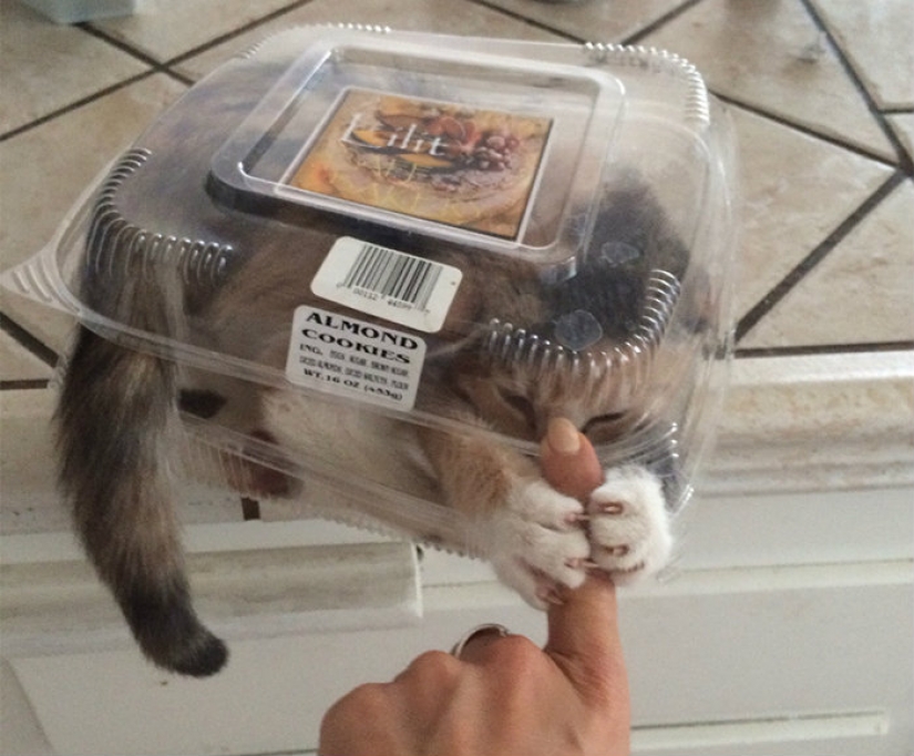 Prolonging life in these cats it is impossible to watch without laughing Prolonging life in these cats it is impossible to watch without laughing