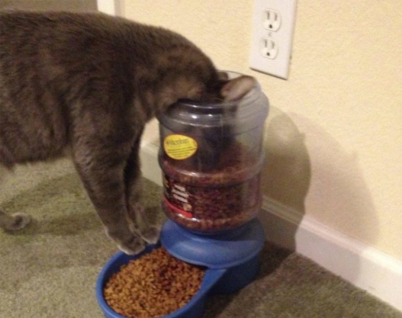 Prolonging life in these cats it is impossible to watch without laughing Prolonging life in these cats it is impossible to watch without laughing