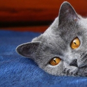 Rested at the hotel: the cat required medical attention after a stormy night with five cats