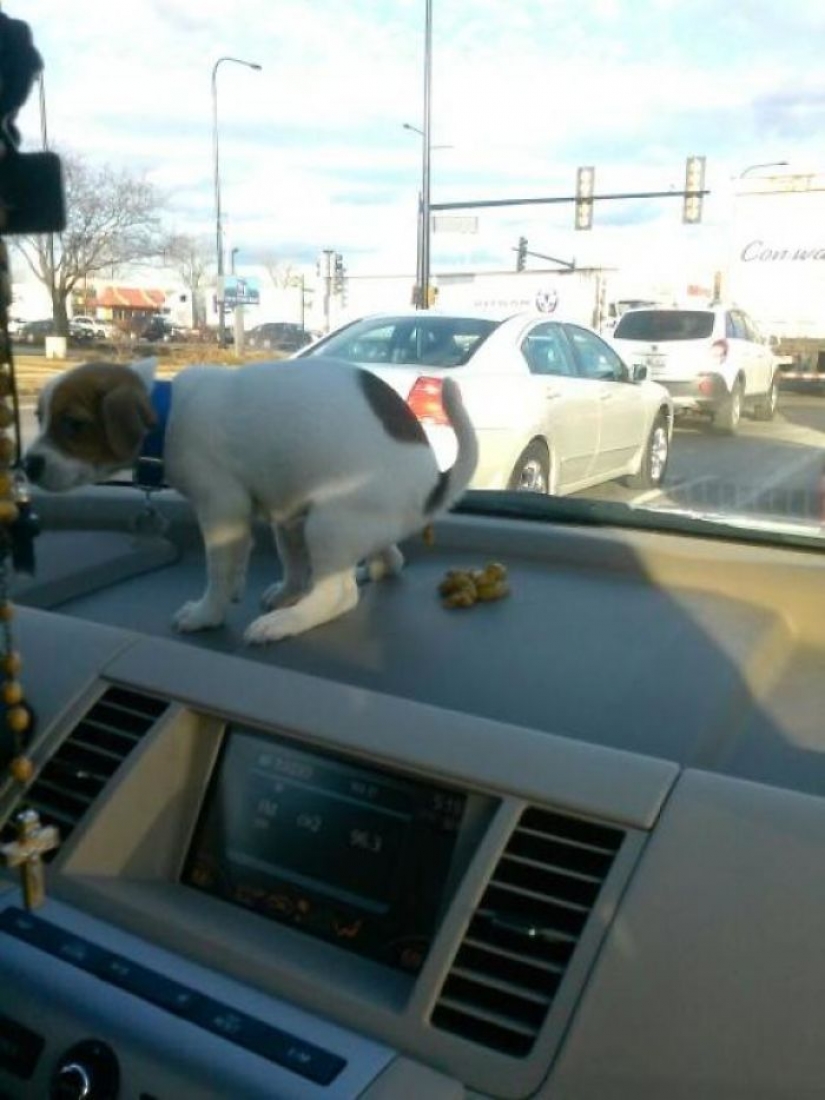 Rooks insolent animals that all to the lantern