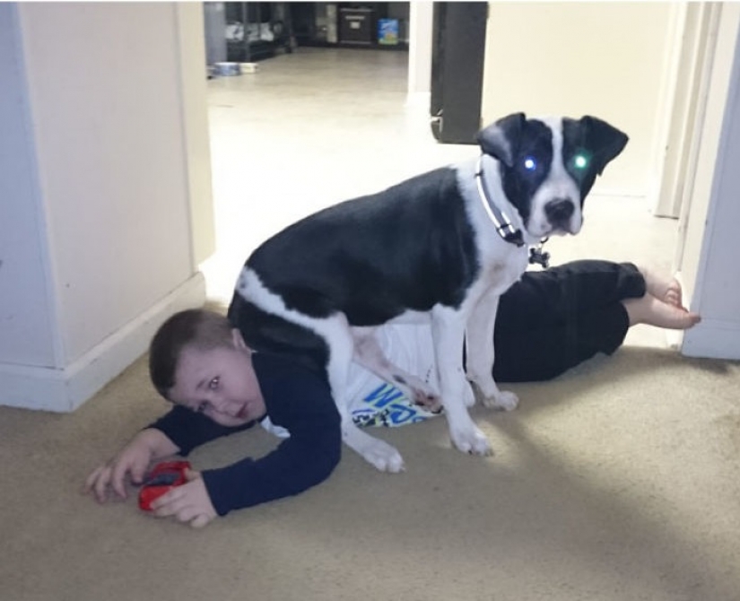 Rooks insolent animals that all to the lantern