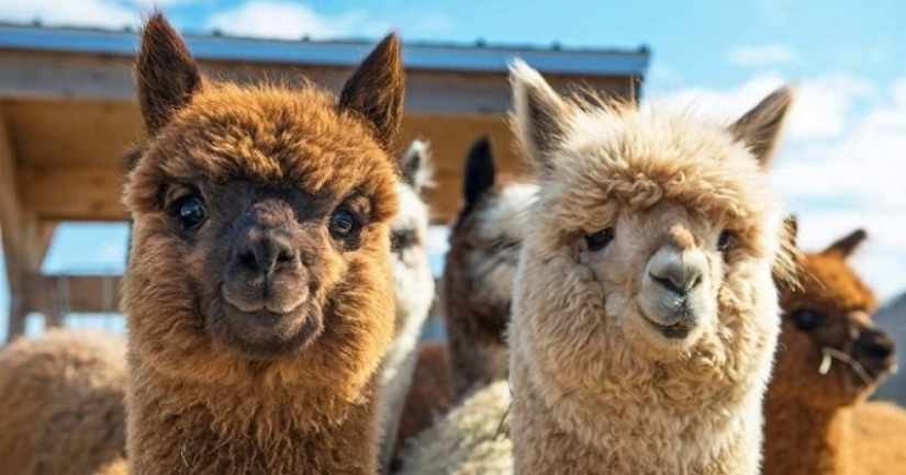 Scientists believe that to win the coronavirus will help Lama Scientists believe that to win the coronavirus will help Lama