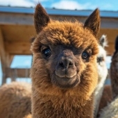Scientists believe that to win the coronavirus will help Lama