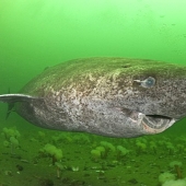 Scientists have found the oldest animal on earth: this polar shark already 512 years