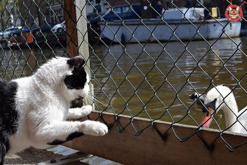 Se ve como el único en el mundo flotante gato refugio Se ve como el único en el mundo flotante gato refugio