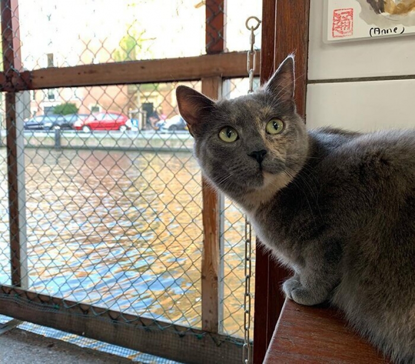 Se ve como el único en el mundo flotante gato refugio Se ve como el único en el mundo flotante gato refugio
