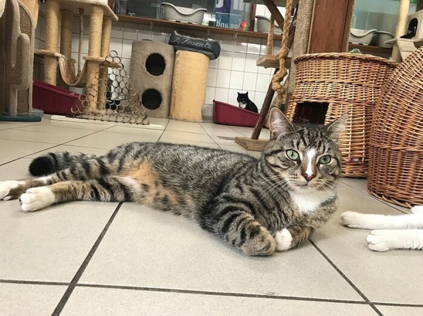 Se ve como el único en el mundo flotante gato refugio Se ve como el único en el mundo flotante gato refugio
