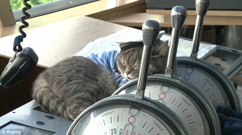 Searchamelia river cruise with cat at the helm