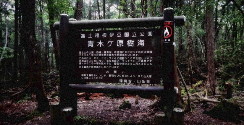 Seven of the most terrible of the world's forests