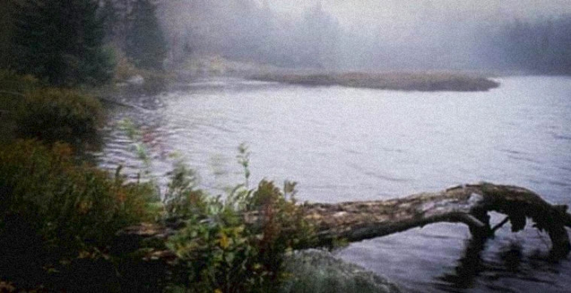 Seven of the most terrible of the world's forests