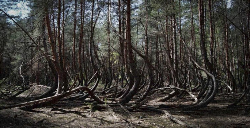 Siete de los más terribles de los bosques del mundo Siete de los más terribles de los bosques del mundo