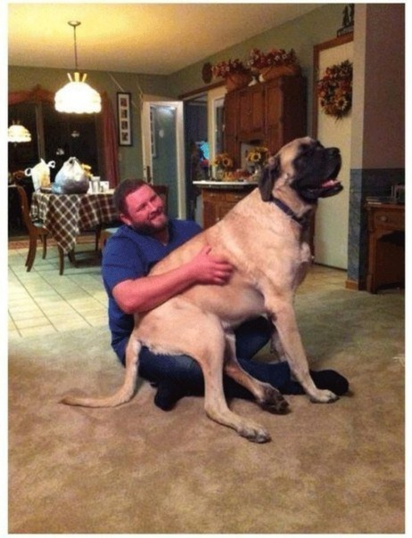 Size matters: these huge dogs are sure that they are hand Size matters: these huge dogs are sure that they are hand