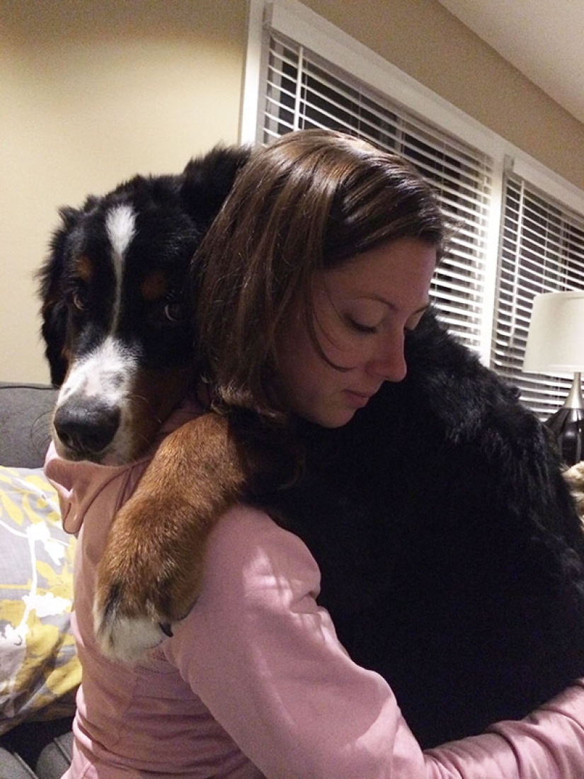 Size matters: these huge dogs are sure that they are hand Size matters: these huge dogs are sure that they are hand