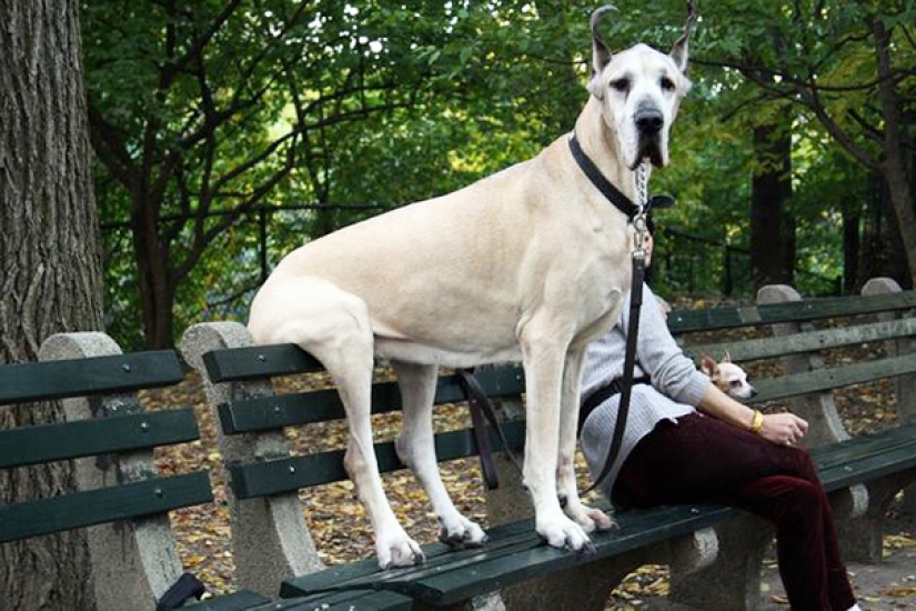 Size matters: these huge dogs are sure that they are hand Size matters: these huge dogs are sure that they are hand