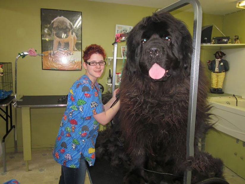Size matters: these huge dogs are sure that they are hand Size matters: these huge dogs are sure that they are hand