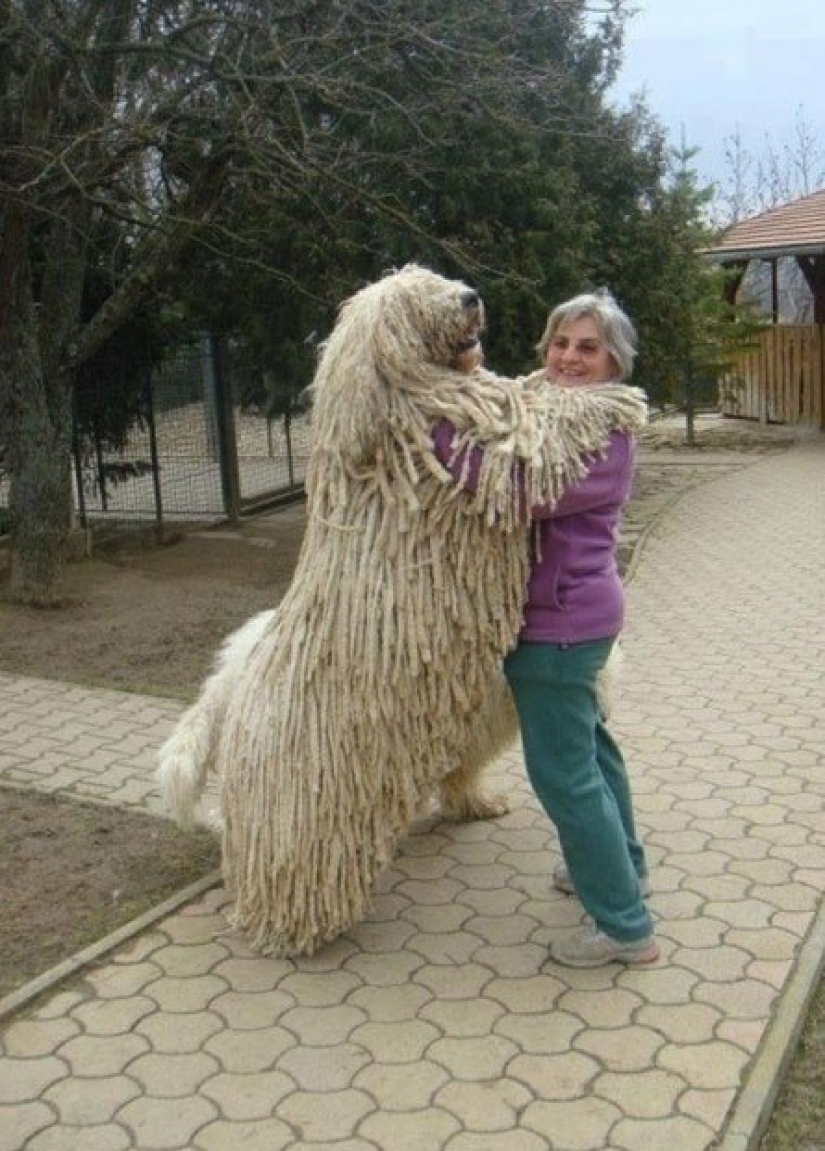 Size matters: these huge dogs are sure that they are hand Size matters: these huge dogs are sure that they are hand