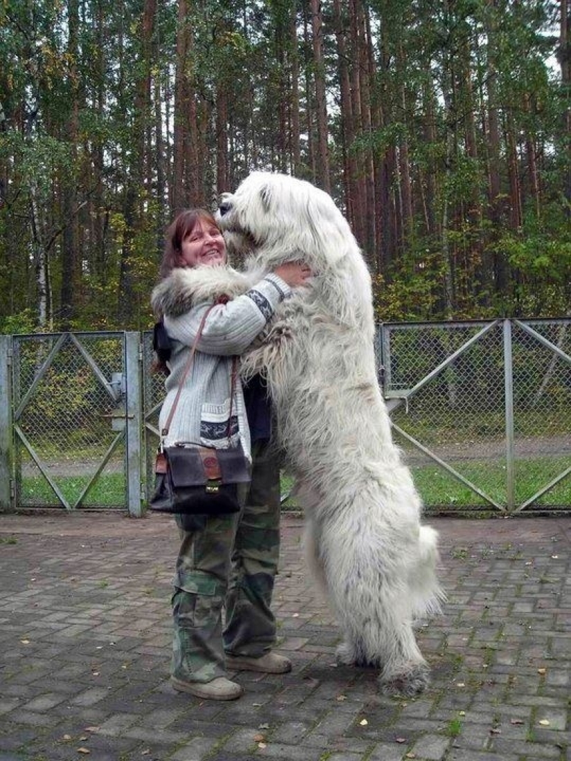 Size matters: these huge dogs are sure that they are hand Size matters: these huge dogs are sure that they are hand
