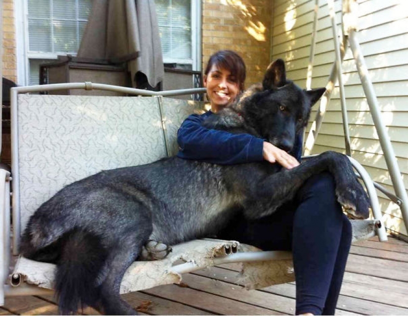 Size matters: these huge dogs are sure that they are hand Size matters: these huge dogs are sure that they are hand