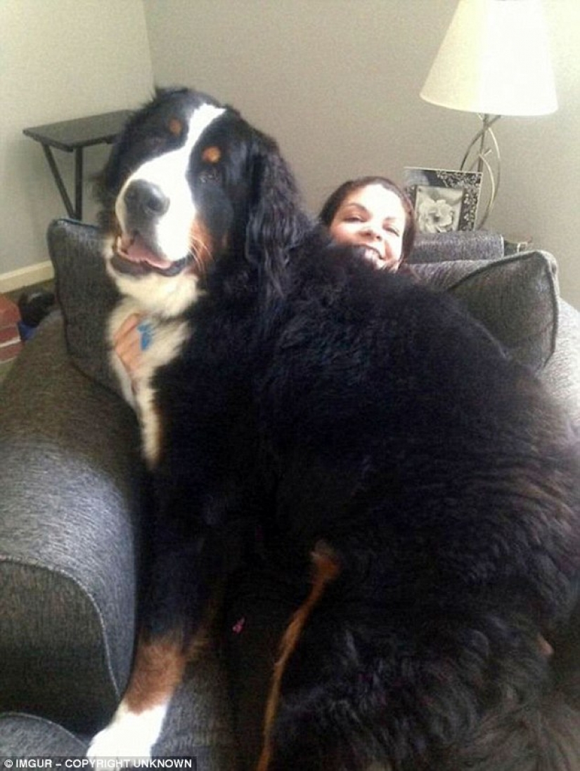 Size matters: these huge dogs are sure that they are hand Size matters: these huge dogs are sure that they are hand