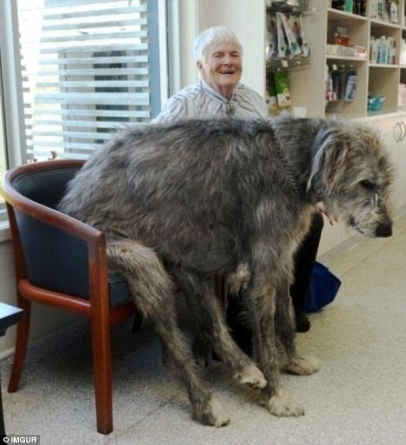Size matters: these huge dogs are sure that they are hand Size matters: these huge dogs are sure that they are hand